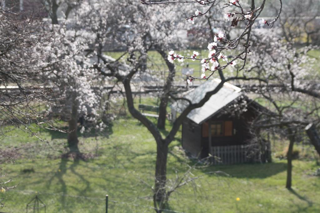Donauwirt - Hotel Garni Weissenkirchen in der Wachau Luaran gambar